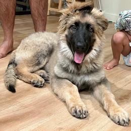 Happy (Red) - Fawn sable male Shiloh Shepherd puppy in Vancouver, Washington from North By Northwest Shilohs “NBNW”