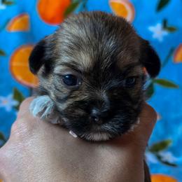 Sophie (Annabel Lee) - Pink Collar - Liver female Shorkie puppy in Troy, Ohio from Ever After Tails