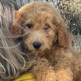Girl 2 - Apricot Goldendoodle puppy in Bradenton, Florida from Doodle Acres