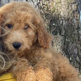 Girl 2 - Apricot Goldendoodle puppy in Bradenton, Florida from Doodle Acres