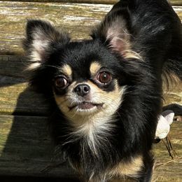 Desha - Chihuahua
