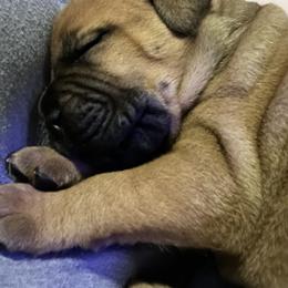 Bullmastiff Puppies from Meteora Bullmastiffs