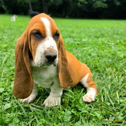 Kevin - Mahogany and white male Basset Hound puppy in Lebanon, Ohio from Golden Acres Dachshunds