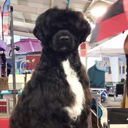 Zukey - Portuguese Water Dog