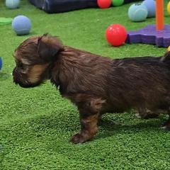 Holly.Lacey - Black gold and white female Shorkie puppy in Aurora, Missouri from KnJ Precious Paws LLC