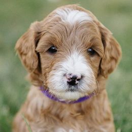 Goldendoodles from Bollwinkel Doodles