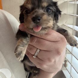 Forky - Dapple male Dachshund puppy in Guthrie, Oklahoma from Kingdom Mini Dashchunds
