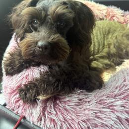 Mocha - Miniature Schnauzer