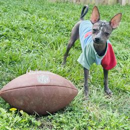 Chihuahua and Chinese Crested Puppies from Western Kentucky Chihuahua’s and Chinese Crested’s
