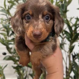 Charlie - Dapple male Dachshund puppy in North Fort Myers, Florida from Trust Fund Devil Kennel