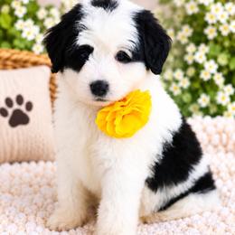 March - Black and white female Bernedoodle puppy in Diamond Bar, California from Furrytaildoodles