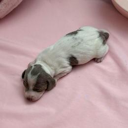 Fergie - Fawn (isabella) and tan female Dachshund puppy in Homstead, Florida from Bravo Dachshunds