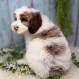 Rhodium - Chocolate male Australian Labradoodle puppy in Brush Prairie, Washington from Fancy Pants Labradoodles