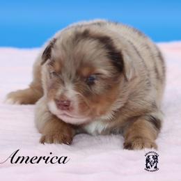 America - Red merle female Miniature Australian Shepherd puppy in Weeki Wachee, Florida from Arlington's Mini Aussies