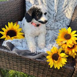 Charlie - Parti male Poodle puppy in Detroit, Michigan from QaeQaePups LLC