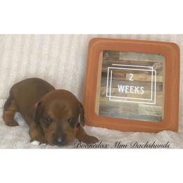 Dachshund Puppies from Marissa's Dachshunds (BooneDox Mini Dachshunds)
