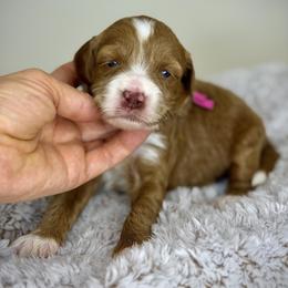 Hot Pink - Red female Australian Labradoodle puppy in Antelope, California from Adorable Labradoodle