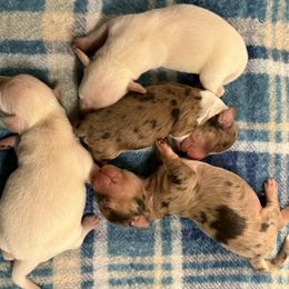Dachshund puppies from Harvin’s Weenie Gang