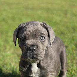 Princess - Gray female Cane Corso puppy in Orrum, North Carolina from Dream Team Kennels