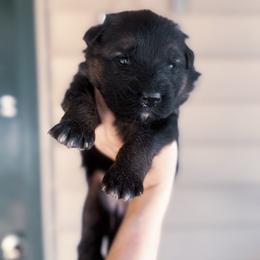 Girl 2 - Black and red female German Shepherd puppy in Pickens, South Carolina from Von Maqqedah Haus German Shepherds