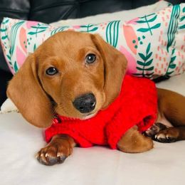 Dachshunds from Das Weinerhas Dachshunds