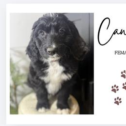 Candy - Black and white female Bernedoodle puppy in Bellevue, Iowa from Blended Acres & Kennels