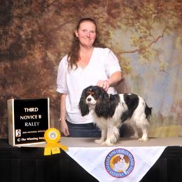 Beauty - Cavalier King Charles Spaniel