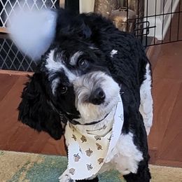 Sampson - Bernedoodle