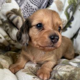 AKC Red dapple 2300 - Dapple male Dachshund puppy in De Soto County, Florida from Countridox Dachshunds
