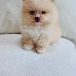 Butter - Cream male Pomeranian puppy in Canandaigua, New York from Fingerlakes Pomeranians