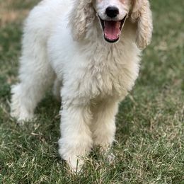 Poodle Puppies from Honeycutt Akc Standard Poodles