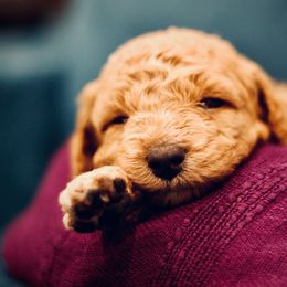 Poodle Puppies from Reuter Clan Poodles