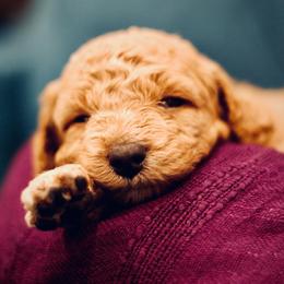 Poodle Puppies from Reuter Clan Poodles