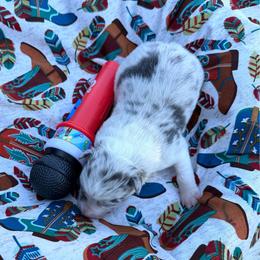 Ella Langley - Slate merle female Border Collie puppy in Richland Hills, Texas from Bordercollieblues