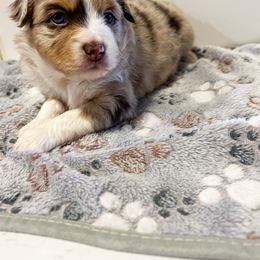 Miniature Australian Shepherd and Toy Australian Shepherd Puppies from Columbia Coast Toy & Mini Aussies