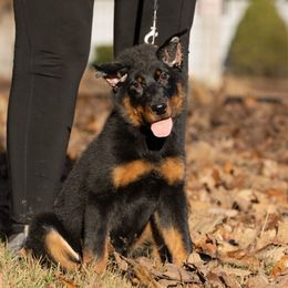 Yellow female - Black and rust female Beauceron puppy in Waynesville, Missouri from RiverStyx Beaucerons