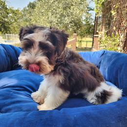 Sweet Pup's S'mores - Parti male Miniature Schnauzer puppy in North Zulch, Texas from Sweet Pup Schnauzers