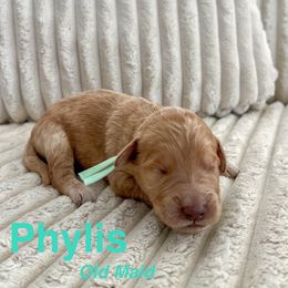 Goldendoodle Puppies from Double the Doodles