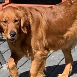 Golden Retriever All Grown Up from Rainbow Ridge Farm
