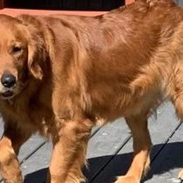Golden Retriever All Grown Up from Rainbow Ridge Farm