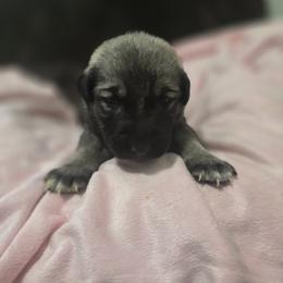 Anatolian Shepherd Dog Puppies from Florida Anatolian Shepherds