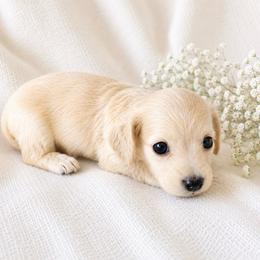 Sporty - Cream female Dachshund puppy in Sebring, Florida from Mini Weenies