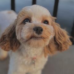 Cavatzus and Shih Tzus from Charming Woofs