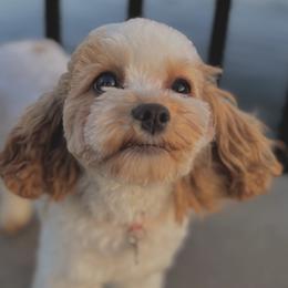 Cavatzus and Shih Tzus from Charming Woofs