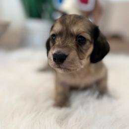 Sydney - Sable female Dachshund puppy in Menifee, California from Dachshunds in SoCal