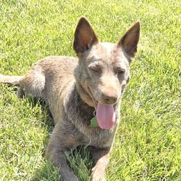 Hazel - Australian Cattle Dog