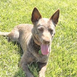Hazel - Australian Cattle Dog