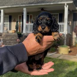 Boy 2 - Black and tan male Dachshund puppy in Choccolocco, Alabama from Ace’s Doxies