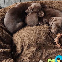 Golden Retriever and Labrador Retriever Puppies from Little Shadow Retrievers