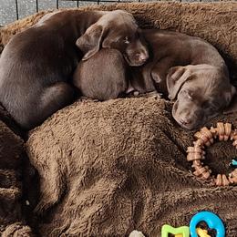 Golden Retriever and Labrador Retriever Puppies from Little Shadow Retrievers